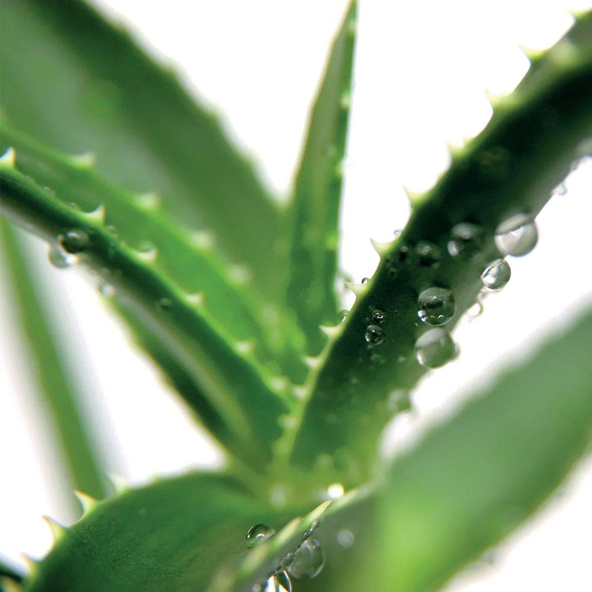 aloe deep cleansing 