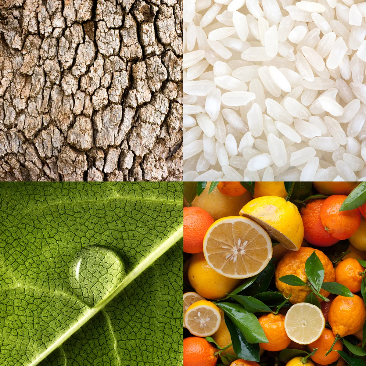 bark, rice, citrus fruit and drop on a leaf