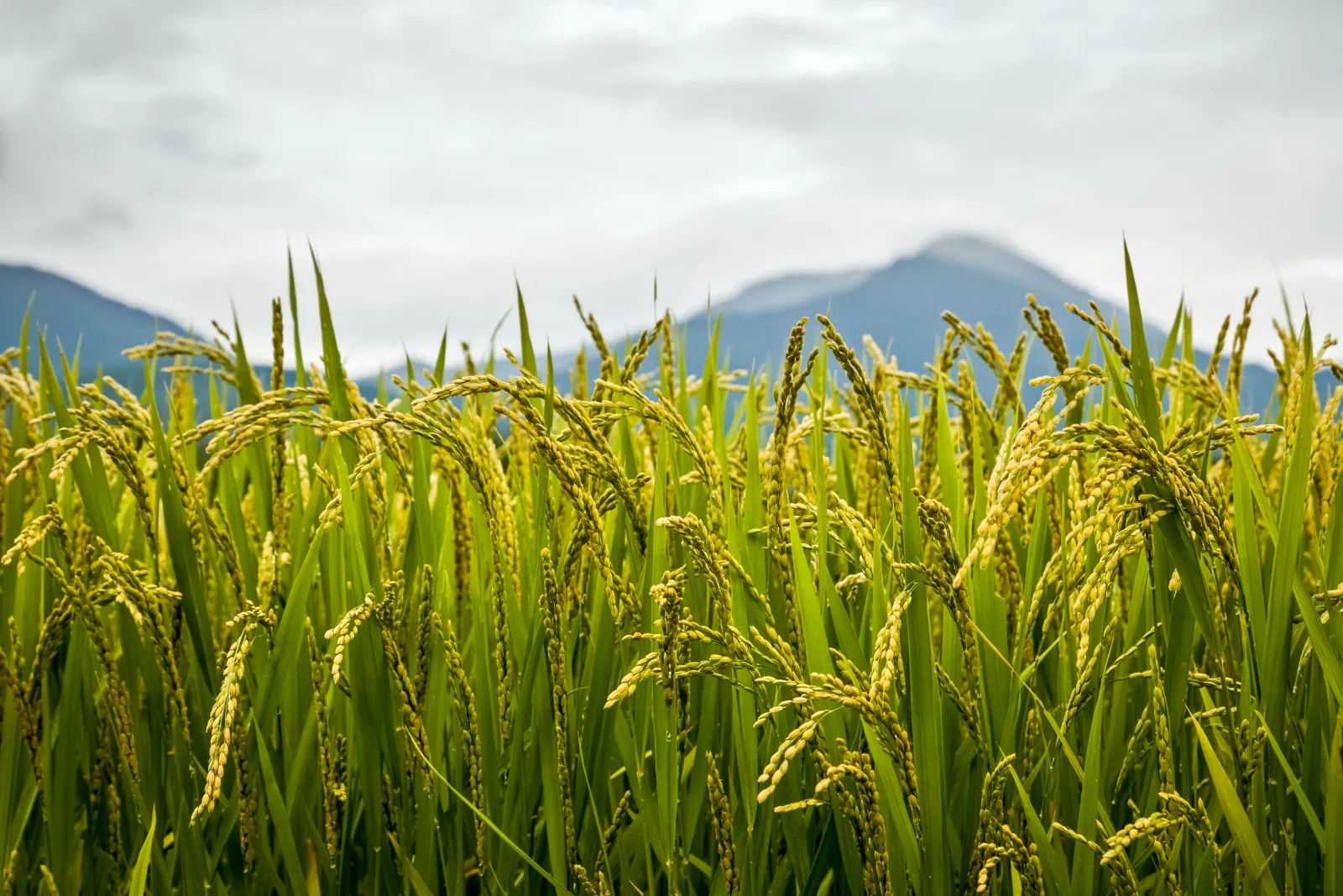 field of spikes