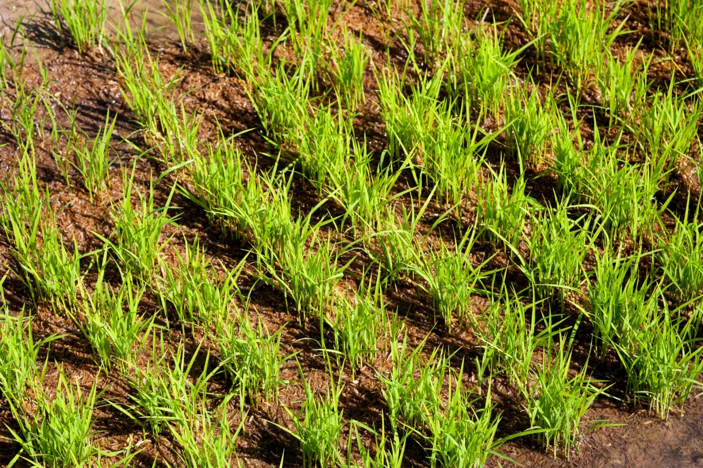 paddy field