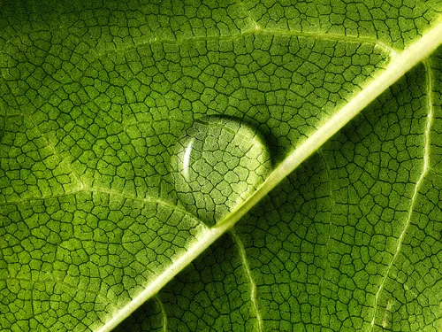 drop on a leaf