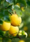 lemon tree