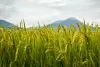 field of spikes